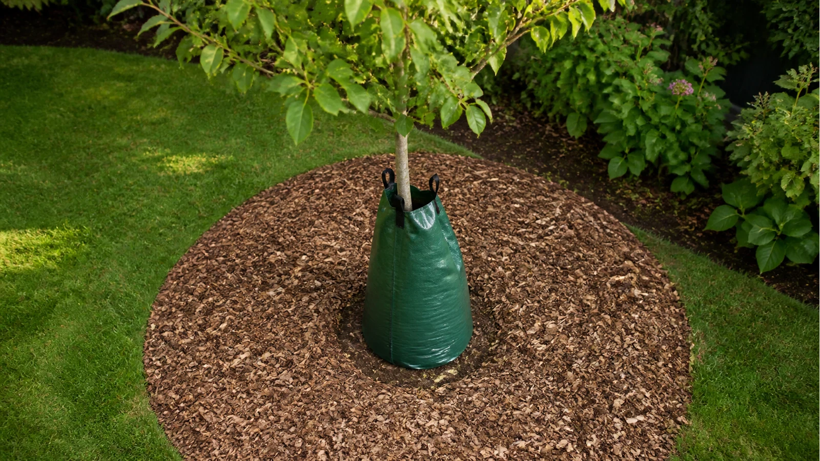 Tree watering bag installed with a woodchip mulch ring leaving a gap around the trunk